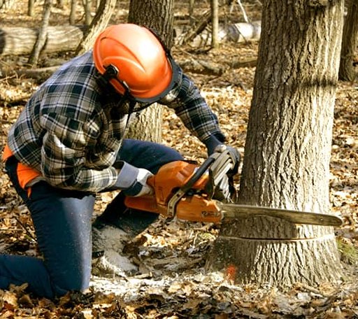 Tree Removal in Calypso, NC